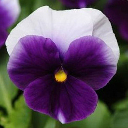 Виола крупноцветковая Инспайер Плюс Биконсфилд