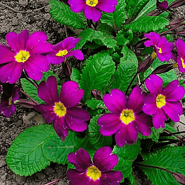 Примула Юлии Wanda