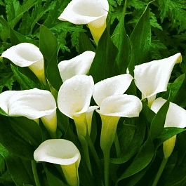 Калла Crystal Beauty