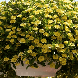 Калибрахоа Calita Lemon