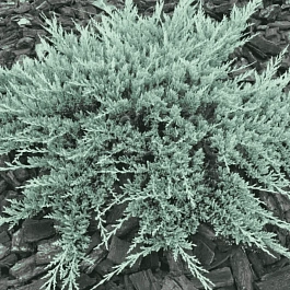 Можжевельник горизонтальный Blue Chip