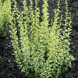 Барбарис тунберга Silver Pillar