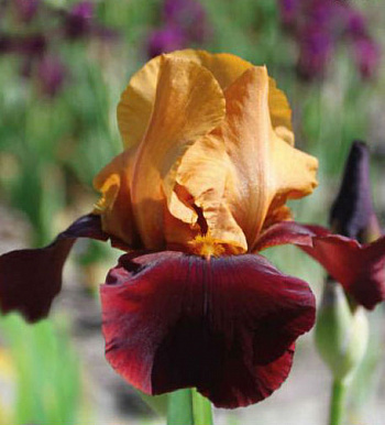 Ирис бородатый Шауэр