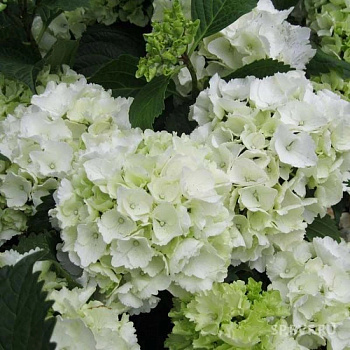 Гортензия крупнолистовая Шниебол