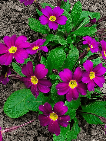 Примула Юлии Wanda