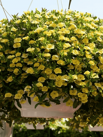 Калибрахоа Calita Lemon