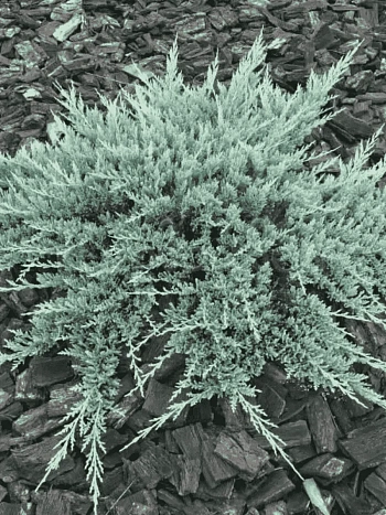 Можжевельник горизонтальный Blue Chip