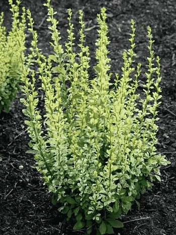 Барбарис тунберга Silver Pillar