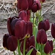 Тюльпан Wallflower