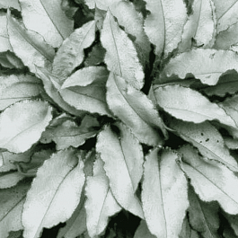 Медуница гибридная Majeste