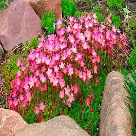  Камнеломка Арендса Rosea