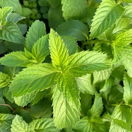 Мята Гардения