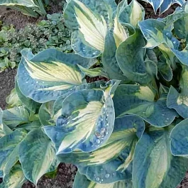 Хоста Golden Meadows