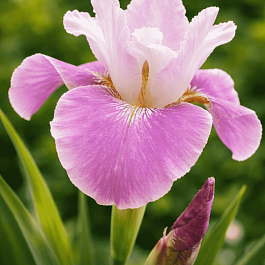 Ирис сибирский Dance Ballerina Dance