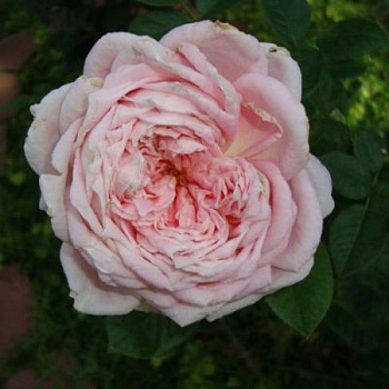 Роза чайно-гибридная Эмезинг Грейс