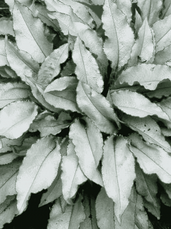 Медуница гибридная Majeste