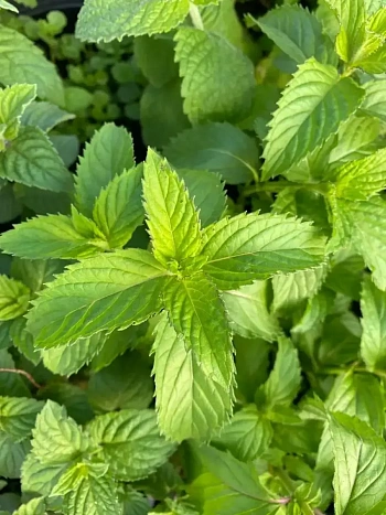 Мята Гардения