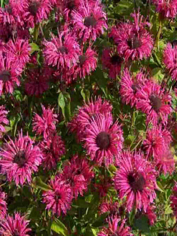 Монарда гибридная Pink Lace