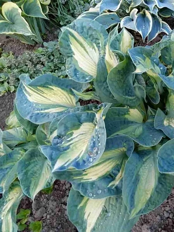 Хоста Golden Meadows