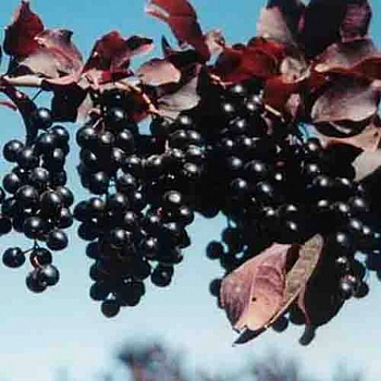 Черемуха обыкновенная Неубиенная Черемуха обыкновенная Неубиенная