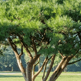 Сосна густоцветная Umbraculifera