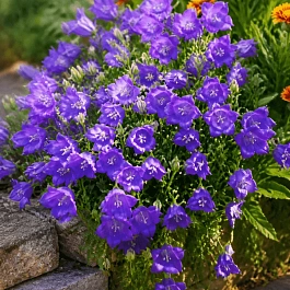 Колокольчик карпатский Perla Blue