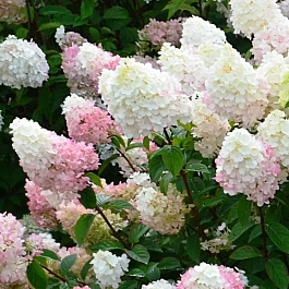 Гортензия метельчатая Sunday Fraise