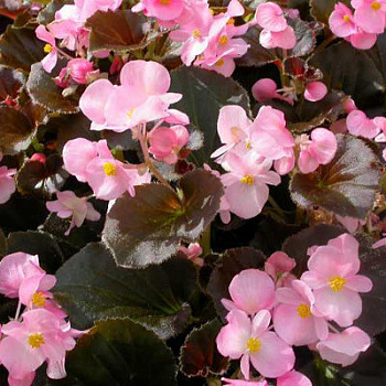 Бегония вечноцветущая бронзоволистная Гавана Роуз