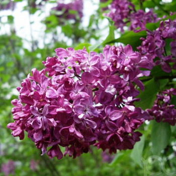 Сирень обыкновенная Суворовец