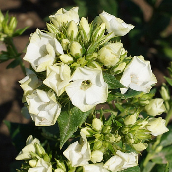 Флокс метельчатый Грин Лиф НАБОР 2ШТ (1+1)