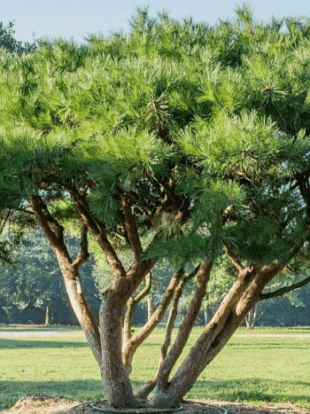 Сосна густоцветная Umbraculifera