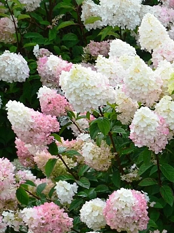 Гортензия метельчатая Sunday Fraise