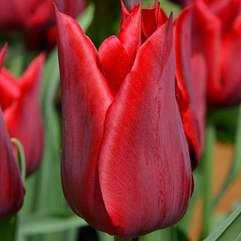 Тюльпан Дженни Батчарт Тюльпан Дженни Батчарт