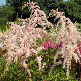Астильба Тунберга Бетси Каперус