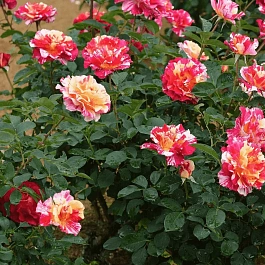 Роза Чайно-гибридная Maurice Utrillo