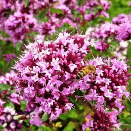 Душица обыкновенная Rosenkuppel