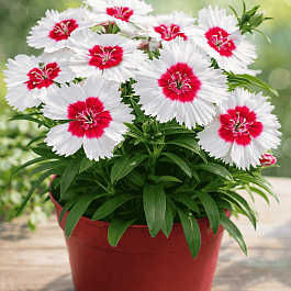 Гвоздика китайская Диана Ред Центред Вайт