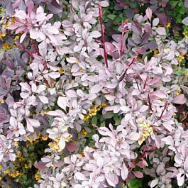 Барбарис оттавский Силвэ Майлс