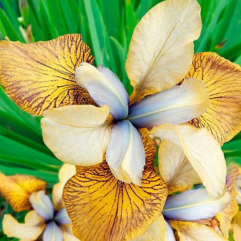 Ирис сибирский Флайинг Фиддлз