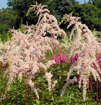 Астильба Тунберга Бетси Каперус
