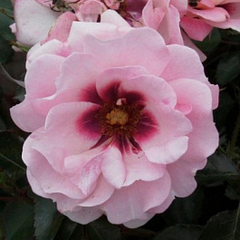 Роза флорибунда Эстер Куин оф Персия