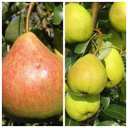 Дерево-сад (2-3х летка) груша 2 сорта Память Яковлева-Августовская роса Дерево-сад (2-3х летка) груша 2 сорта Память Яковлева-Августовская роса