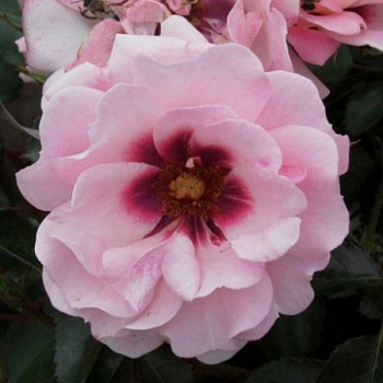 Роза флорибунда Эстер Куин оф Персия