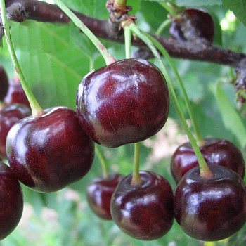 Вишня обыкновенная Ночка-2 (Дюк)