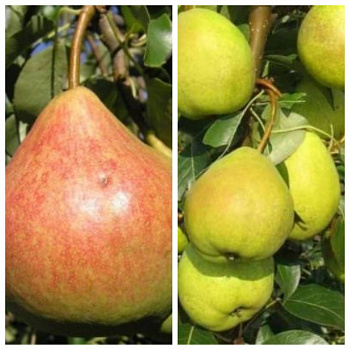 Дерево-сад (2-3х летка) груша 2 сорта Память Яковлева-Августовская роса