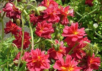 Солнцецвет монетолистный Cerise Queen