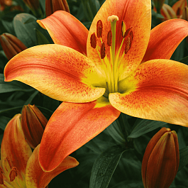 Лилия Montego Bay