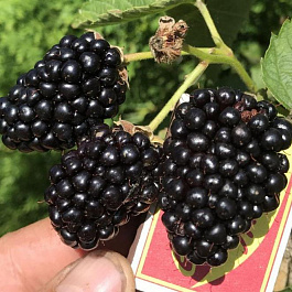 Ежевика Прайм Арк 45