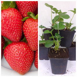 Земляника садовая Лола НАБОР 5ШТ