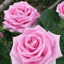 Роза чайно-гибридная Aqua